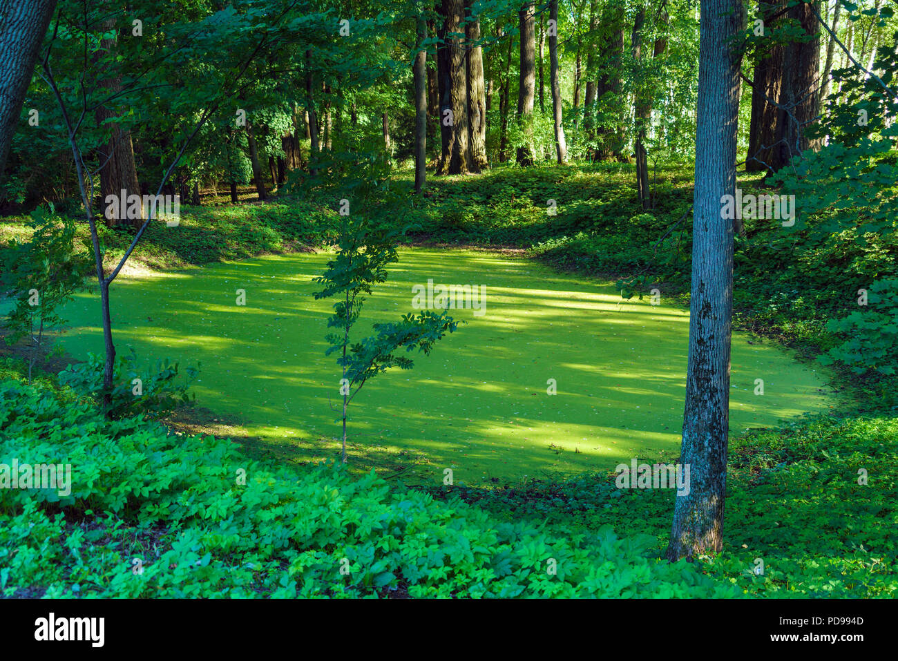 Un pittoresco paesaggio forestale con una piccola palude di verde e di alberi, Russia Foto Stock