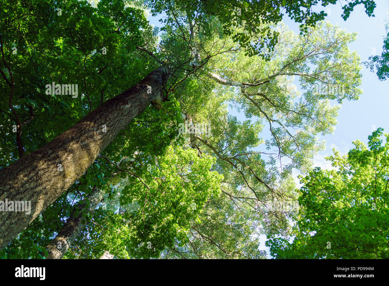 Pittoresca Foresta estate con alti pioppi e betulle, Russia Foto Stock