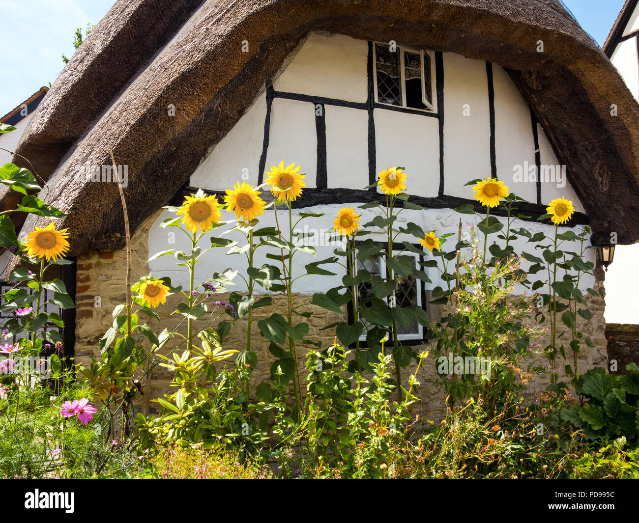 Girasoli in un cottage Inglese giardino contro un bianco e nero graticcio tetto di paglia casa del villaggio di Cuddington Buckinghamshire REGNO UNITO Foto Stock