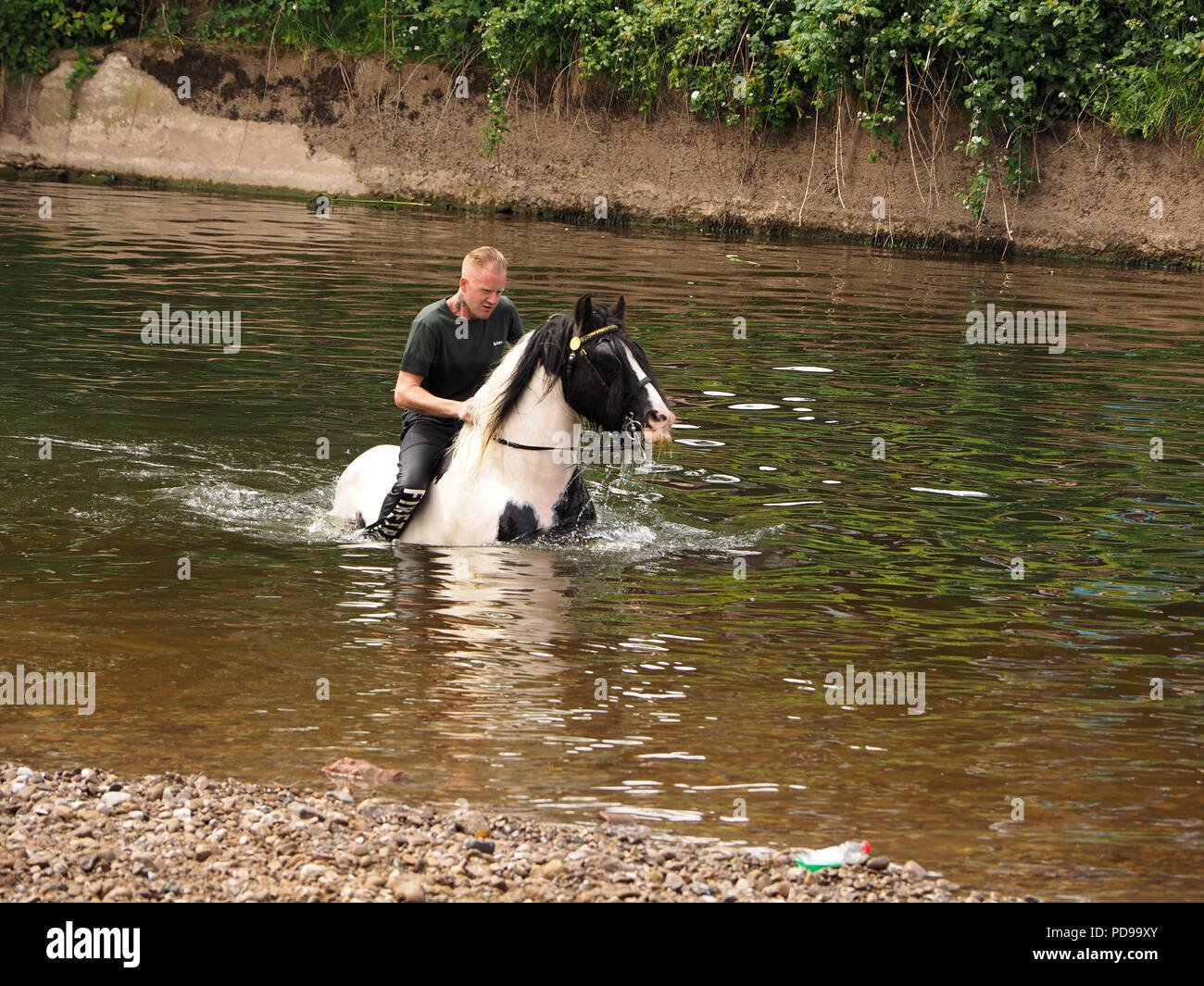 Maschio da solista bareback rider cavallo nuotare nel fiume Eden a Appleby annuale Fiera Cavalli in Appleby-in-Westmoreland, Cumbria, England, Regno Unito Foto Stock