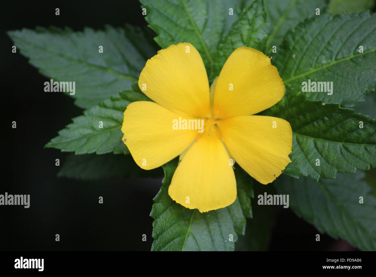 Primo piano di un ontano giallo Foto Stock
