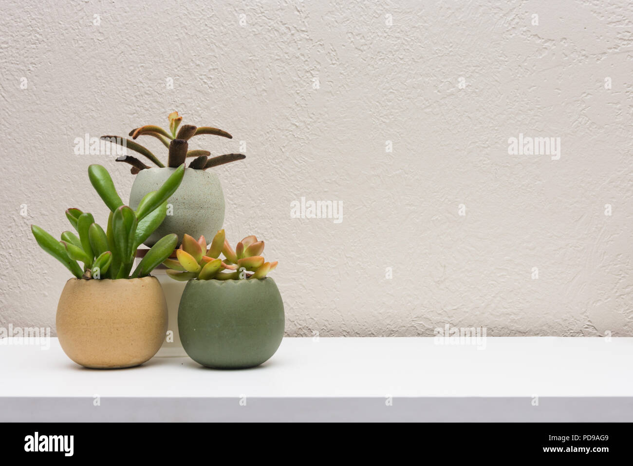 Cluster di piccole interno piante grasse sulla superficie bianca con spazio vuoto per aggiunta di contenuto Foto Stock