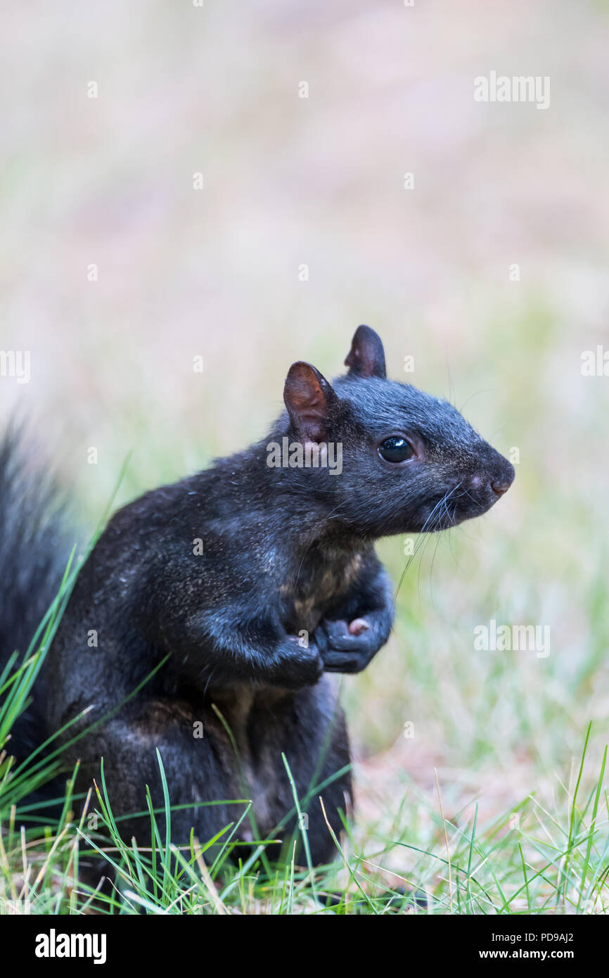 Nero Grigio orientale scoiattolo (Sciurus carolinensis) in piedi sulle gambe posteriori in boxer pongono. Foto Stock