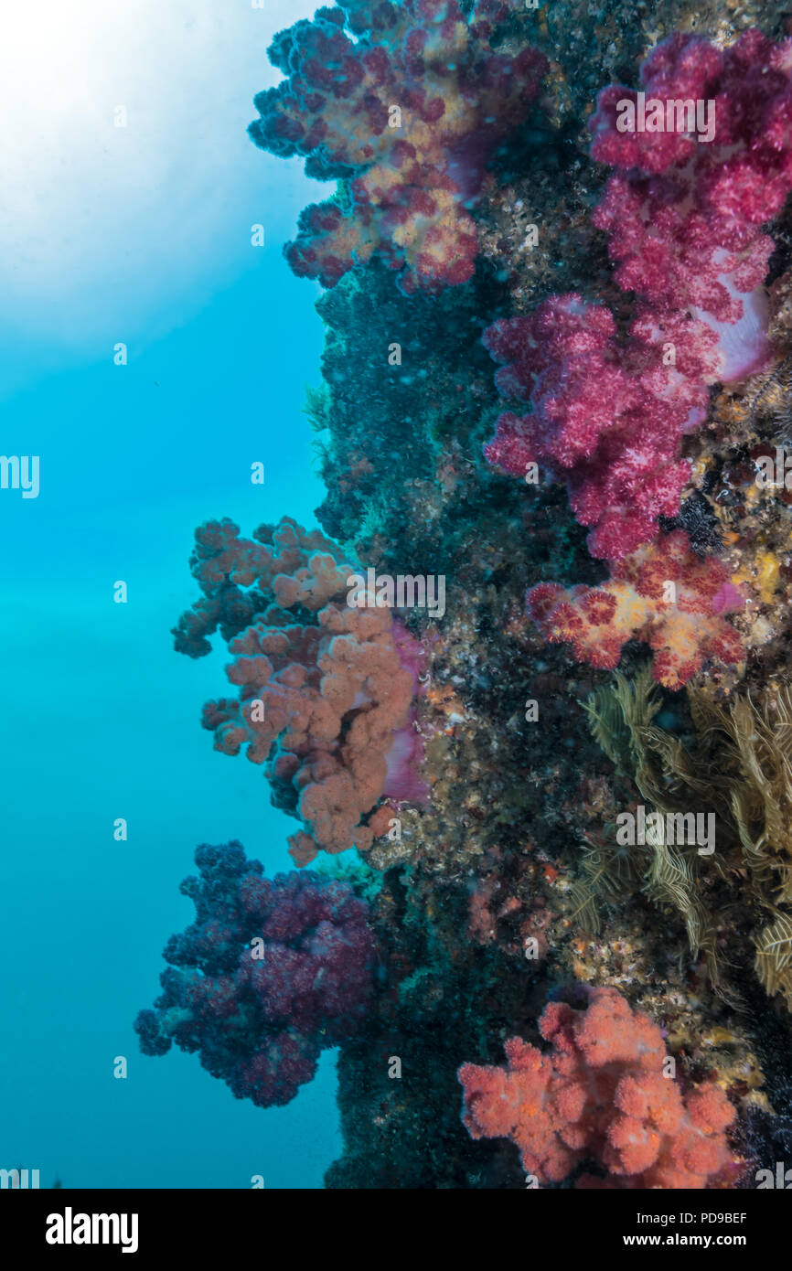 La parete rocciosa coperta con softcorals / Owase,Mie,Giappone -18m Foto Stock