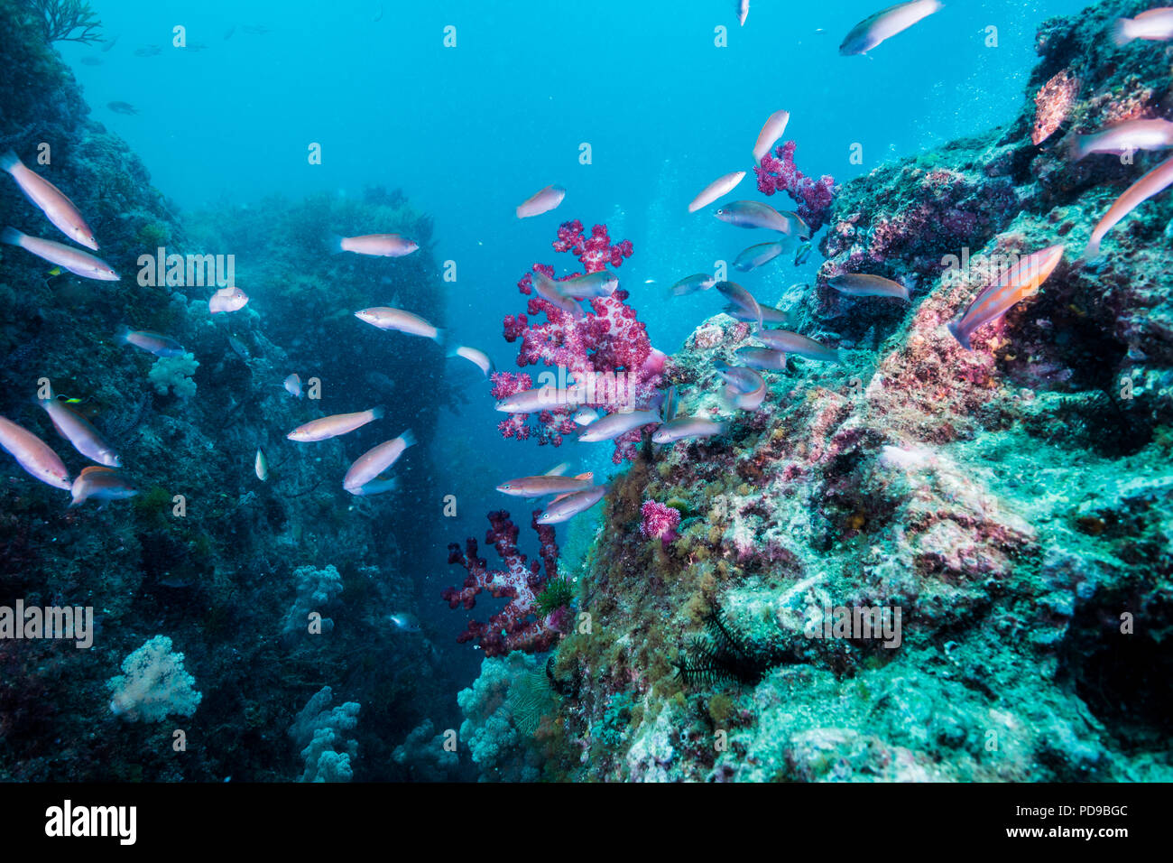 Wrasse nuotare intorno Cliff coprì con soft coral / Owase,Mie,Giappone. -8m Foto Stock