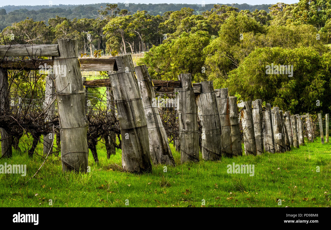 Vigneto, Margaret River, Australia occidentale Foto Stock