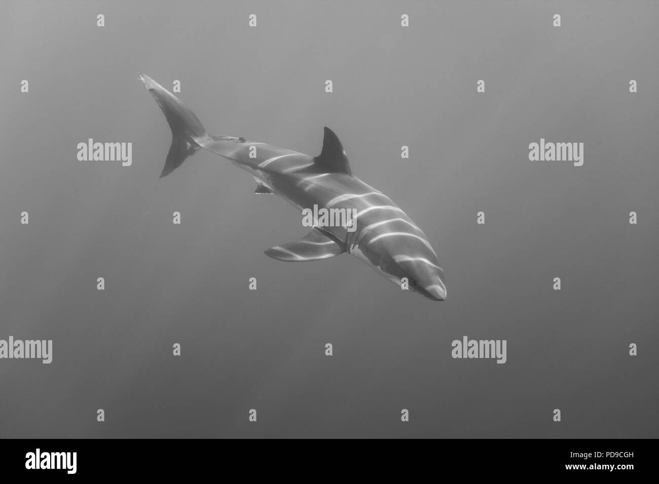 Immagine in bianco e nero di raggi di luce la riproduzione al di fuori del lato superiore di un grande squalo bianco, Carcharodon carcharias, fotografato appena al di sotto della superficie Guadal off Foto Stock