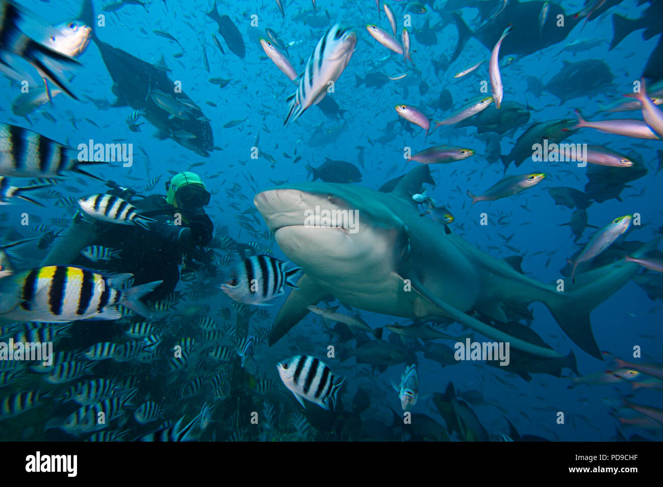 Diver (MR) alimentazione di un squalo toro, Carcharhinus leucas. Questa specie è noto per la sua capacità di sopravvivere in acqua dolce dove si dà nascita a y Foto Stock