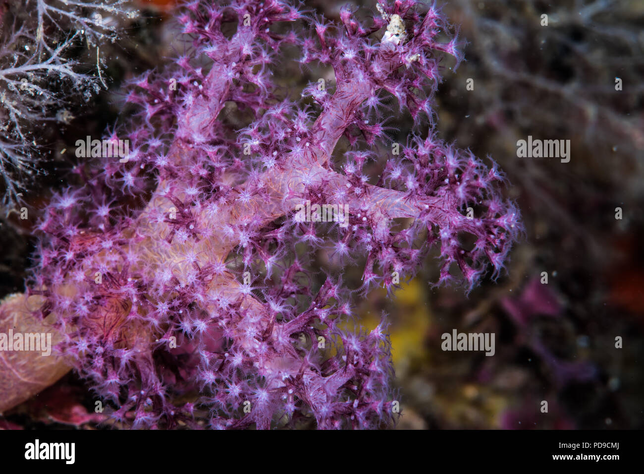 Albero di corallo, Dendronephthya sp. Owase,Mie,Giappone -10m Foto Stock