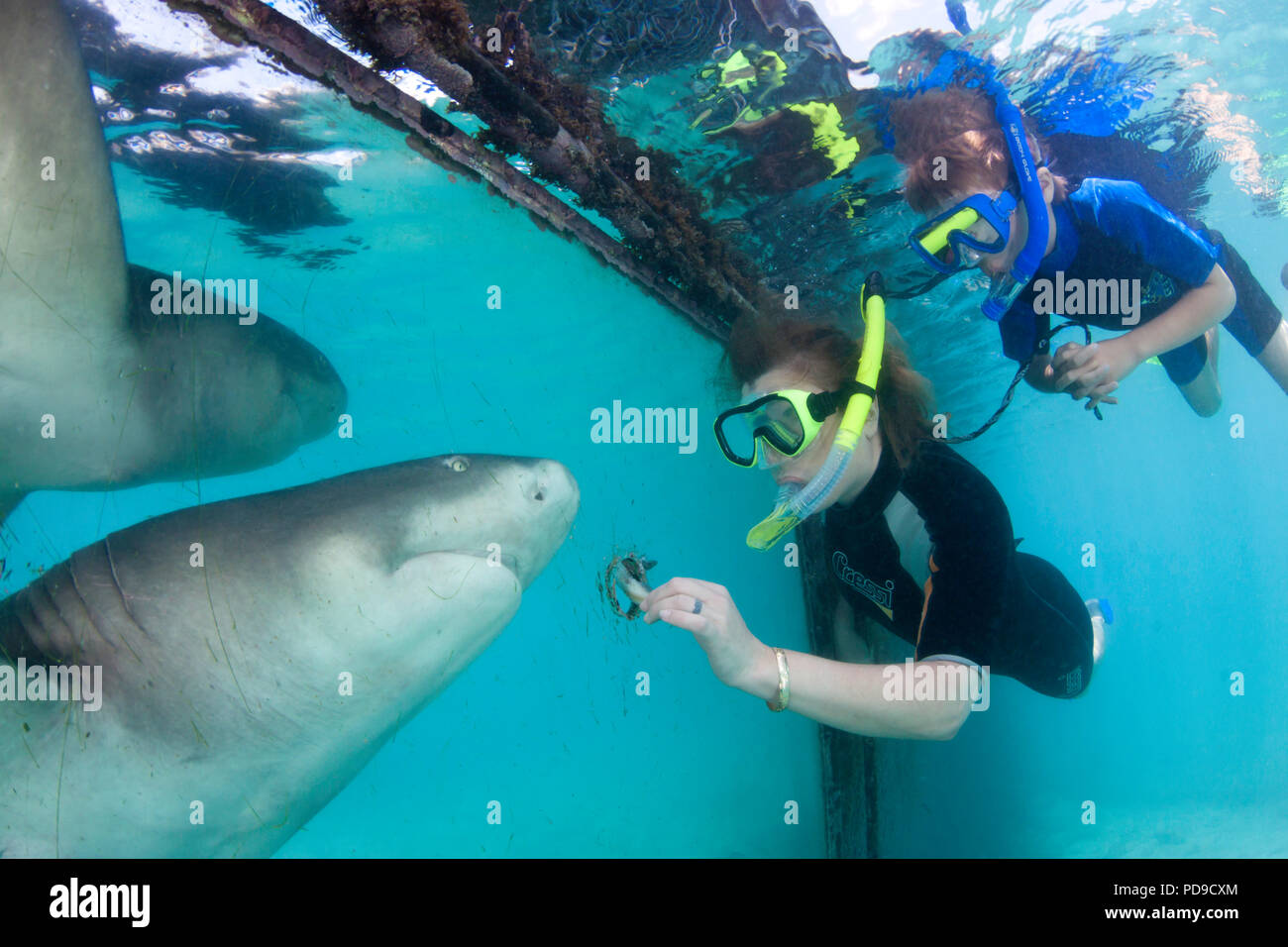 Una donna e suo figlio di alimentazione a mano un limone, squalo, Negaprion brevirostris, attraverso un foro in plexiglass all' Acquario Marino sull'isola di Curaçao in th Foto Stock