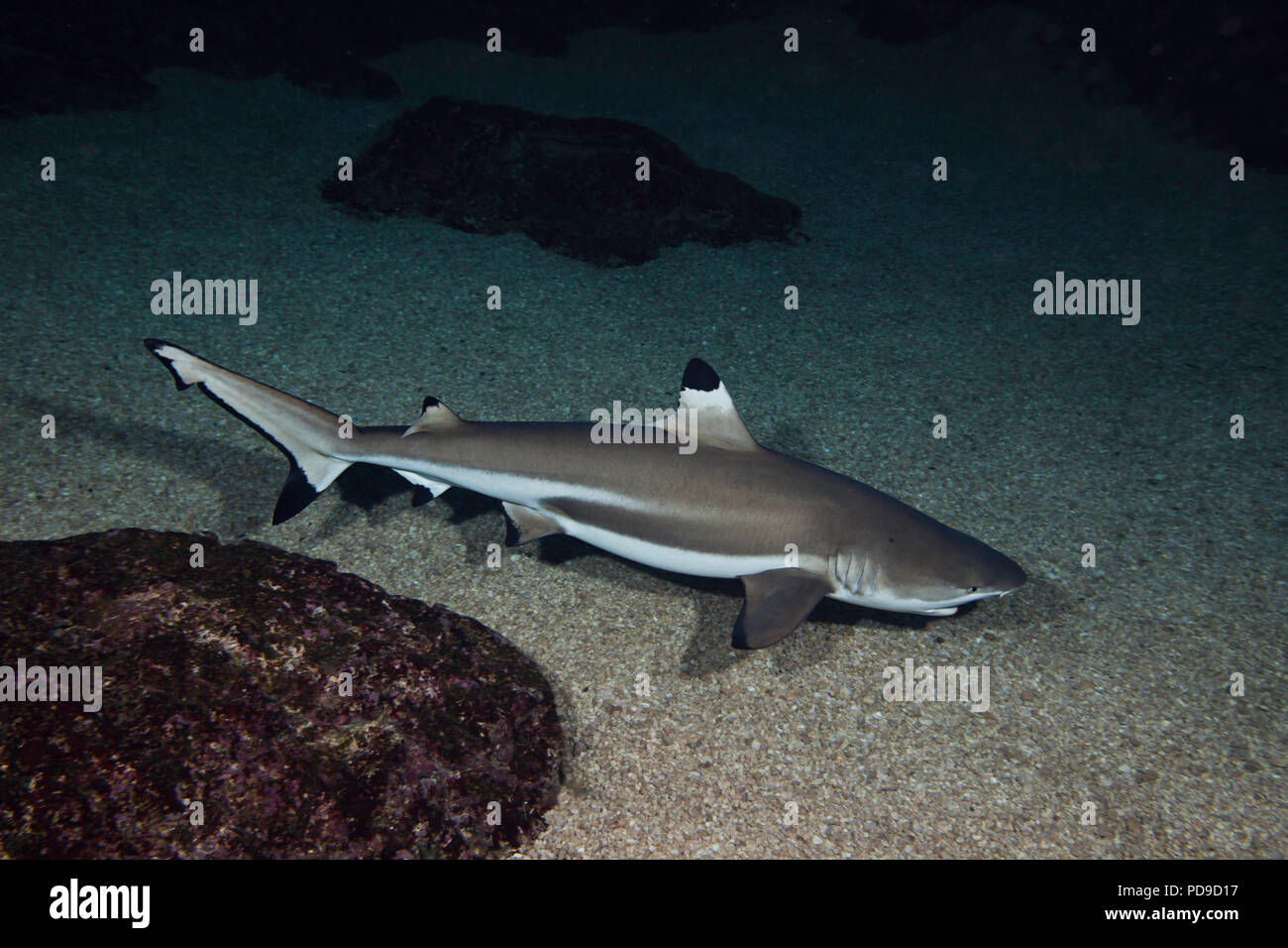 Blacktip reef shark Carcharhinus melanopterus, Hawaii. Foto Stock