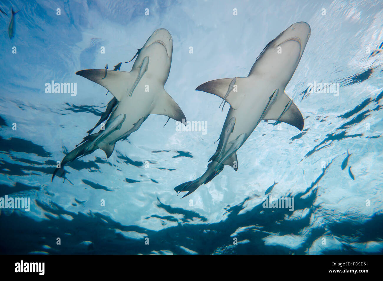 Lo squalo limone, Negaprion brevirostris, subacquea con remoras, West End, Grand Bahama, Oceano Atlantico. Foto Stock