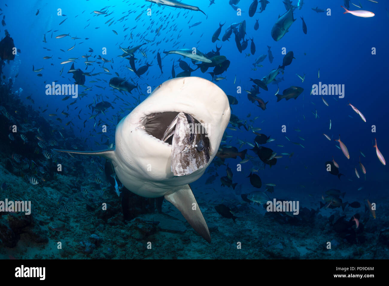 Un squalo toro, Carcharhinus leucas, in corrispondenza di una alimentazione degli squali sito. Questa specie è noto per la sua capacità di sopravvivere in acqua dolce dove si dà nascita a Foto Stock