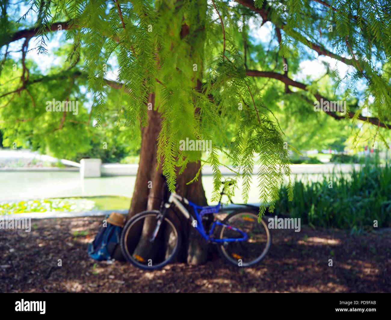Bicicletta appoggiata contro un albero su una bella e soleggiata giornata estiva in un parco lussureggiante con rami verdi nella parte anteriore. Foto Stock