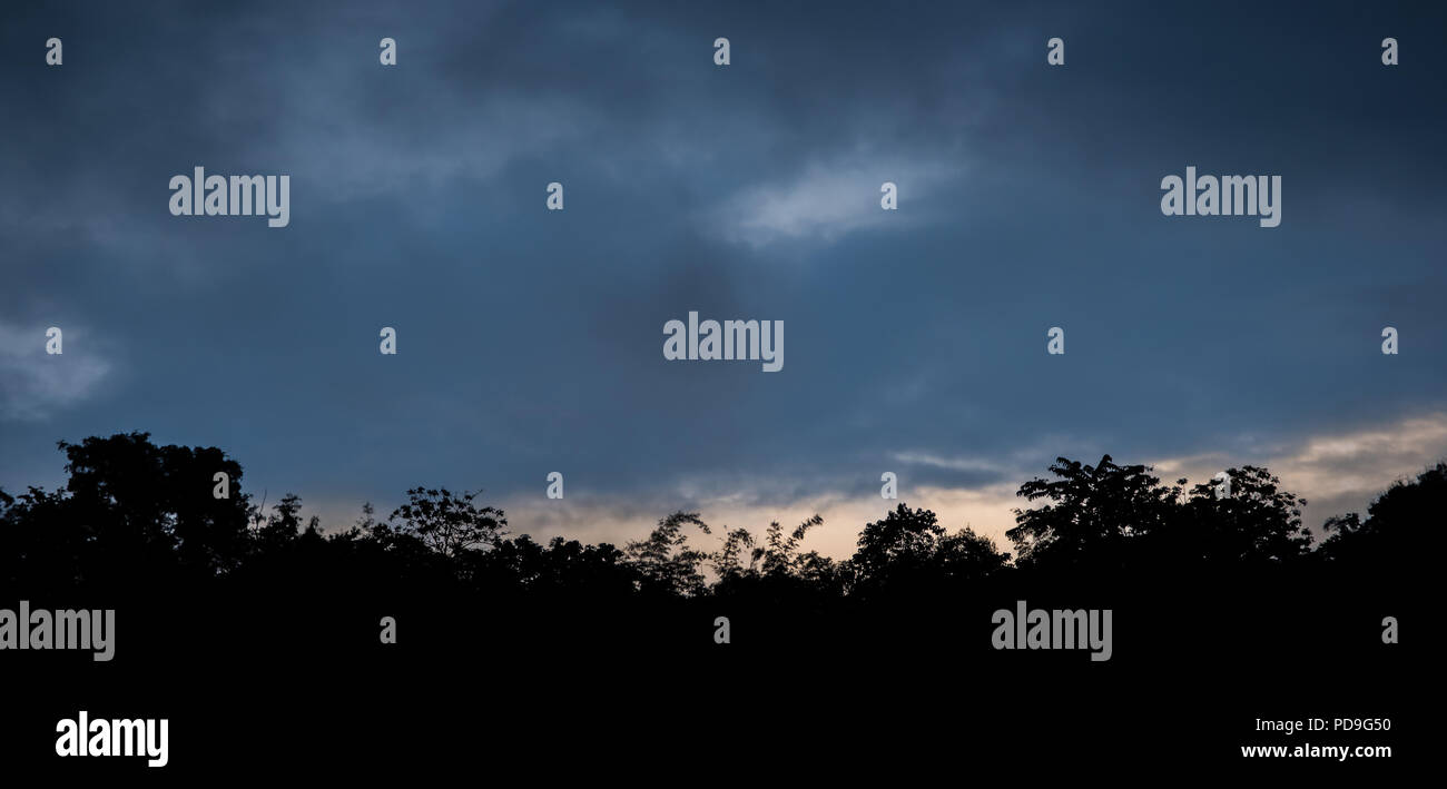 Silhouette albero canopy in blu scuro cielo nuvoloso al tramonto Foto Stock