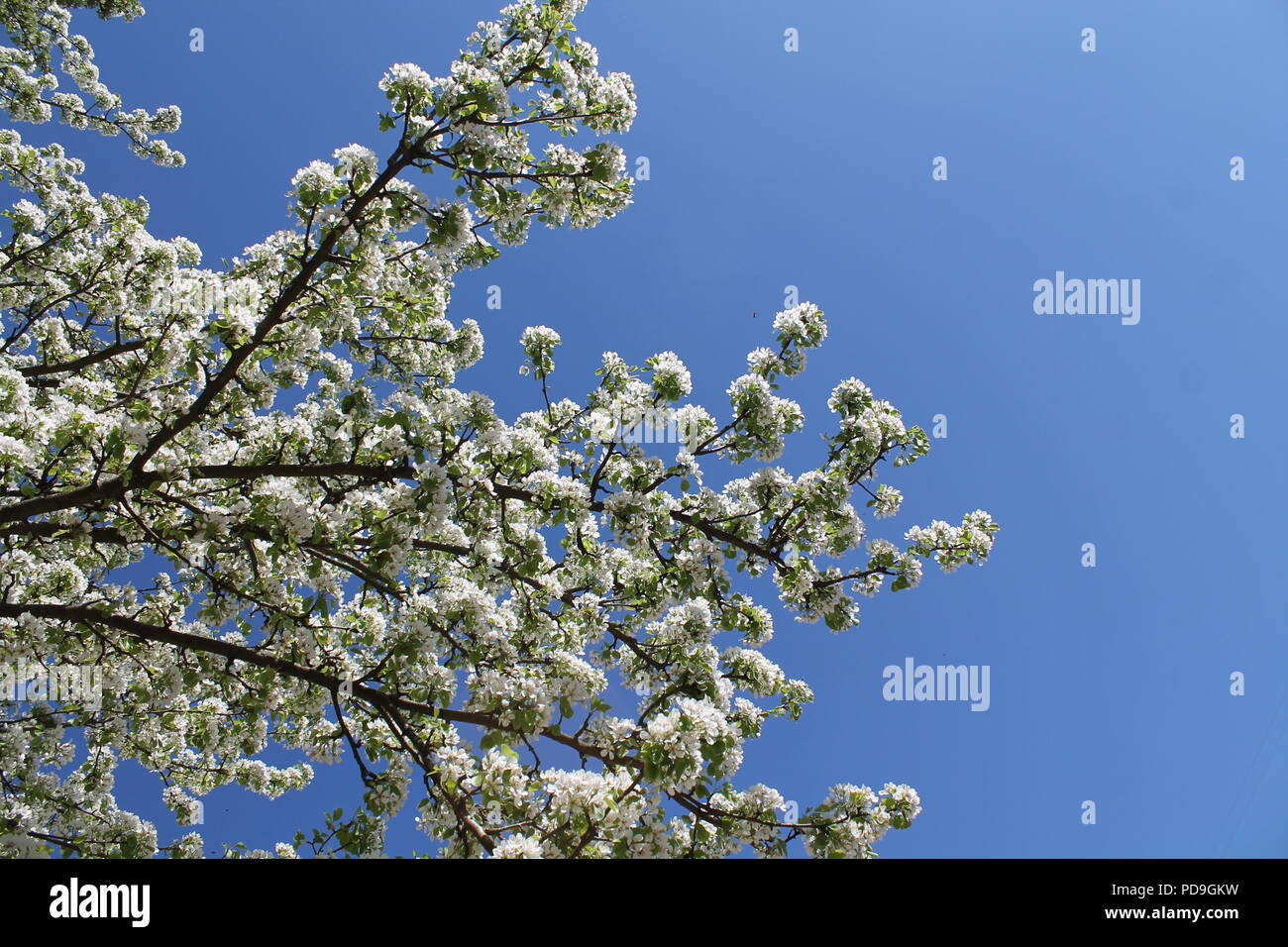 Pomposo bianco giardino in fiore in caldi e soleggiata giornata di primavera Foto Stock