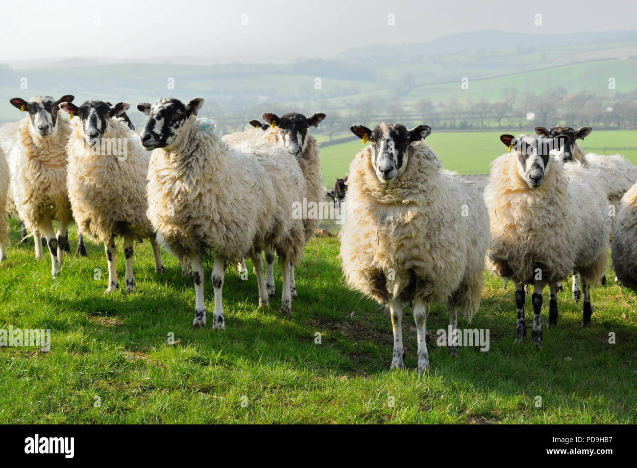 Gregge di pecore su un terreno coltivato in Devon Foto Stock
