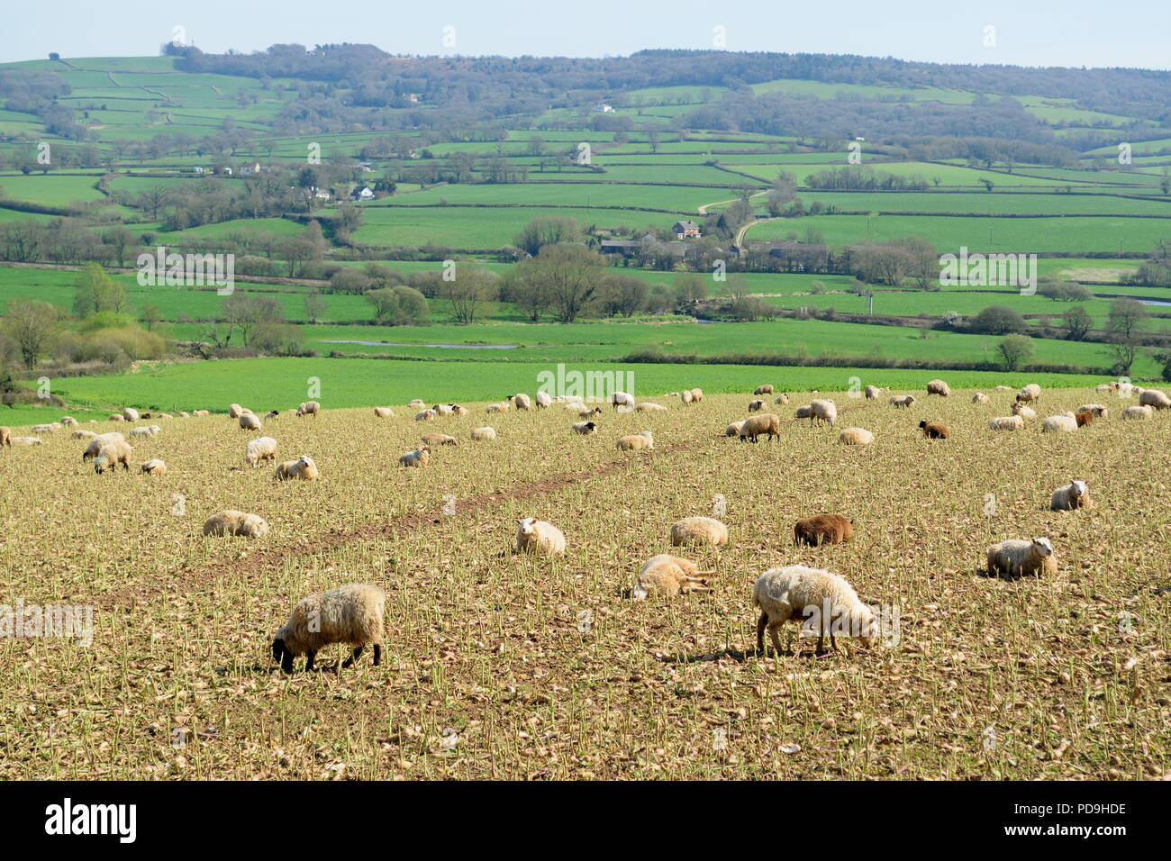 Gregge di pecore pascolano su un terreno coltivato nella valle di Ax in East Devon Foto Stock