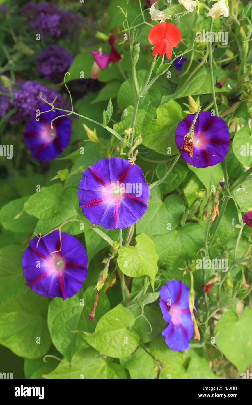 Gloria di mattina (Ipomoea) in fiore che crescono lungo pisello dolce Foto Stock