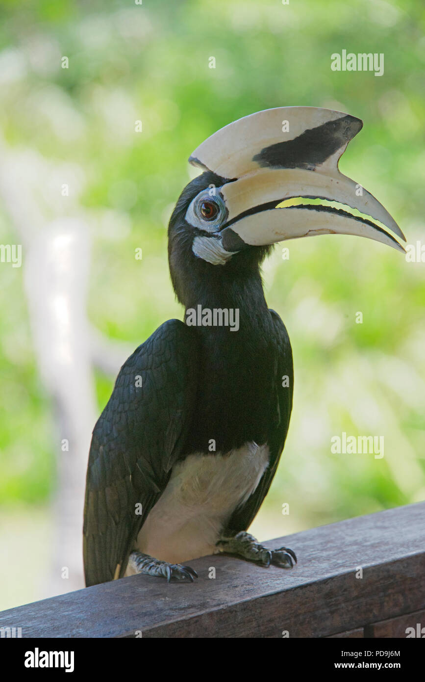 Nero asiatico Hornbill Labuk Bay Sabah Borneo malese federazione Foto Stock