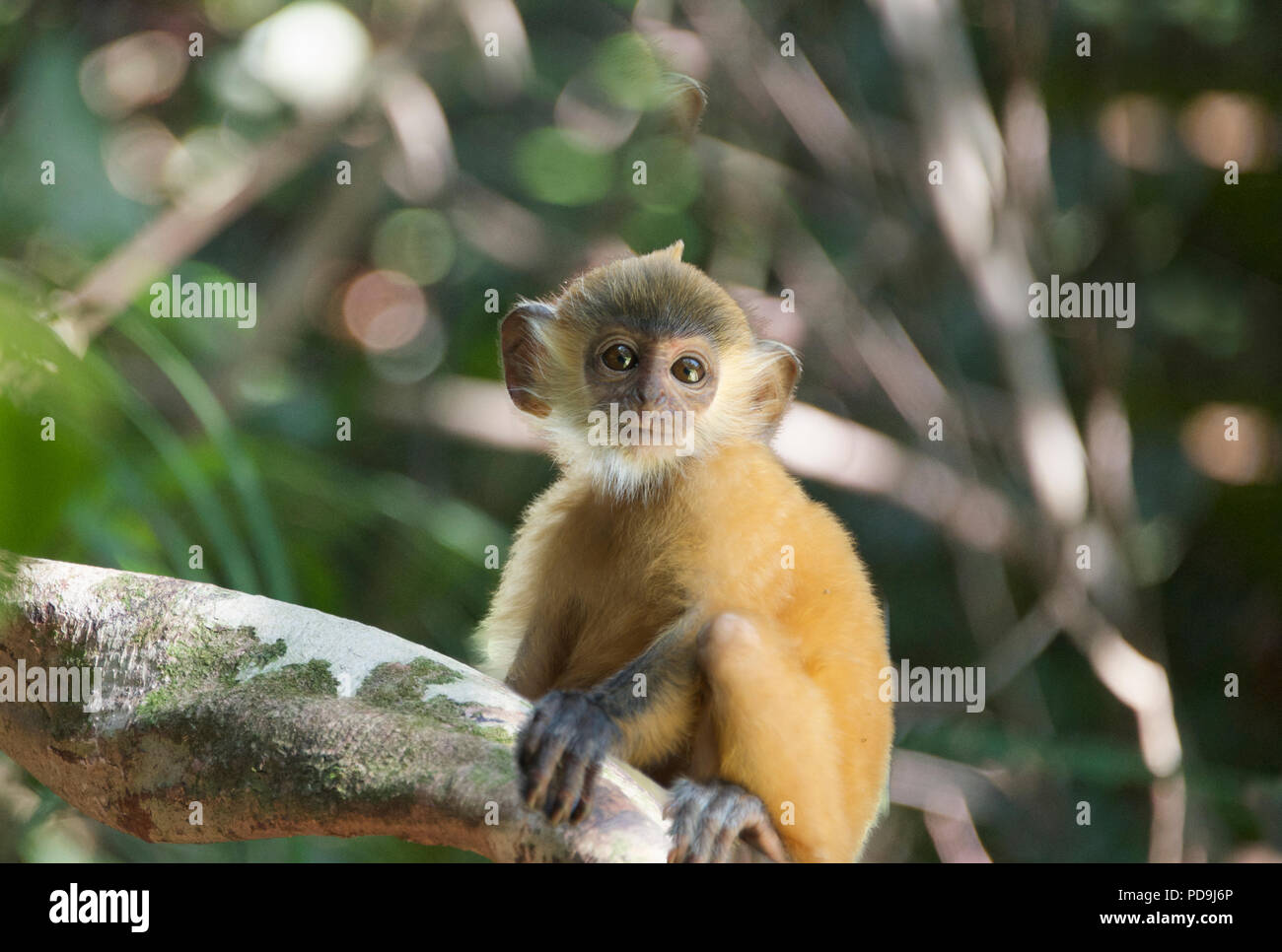 Baby foglia argento Labuk Monkey Bay Sabah Borneo malese federazione Foto Stock