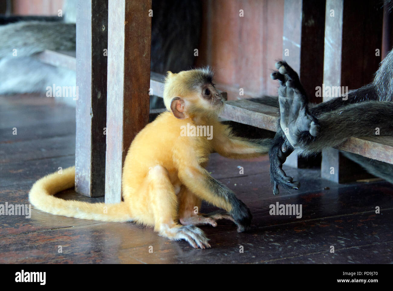 Baby foglia argento monkey giocare con piedi di scimmia adulta Labuk Bay Sabah Borneo malese federazione Foto Stock