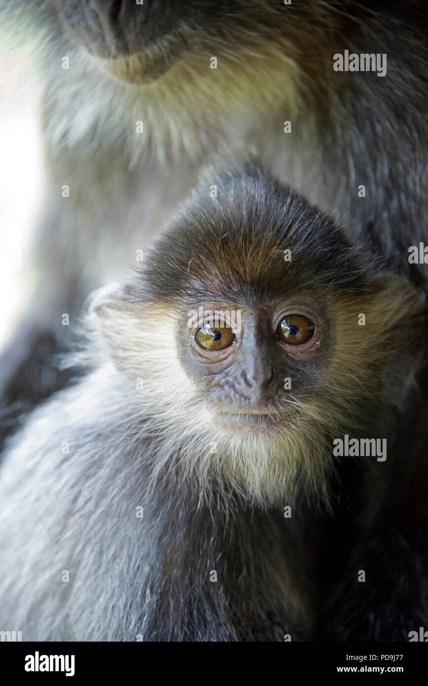 Close-up baby foglia argento Labuk Monkey Bay Sabah Borneo malese federazione Foto Stock