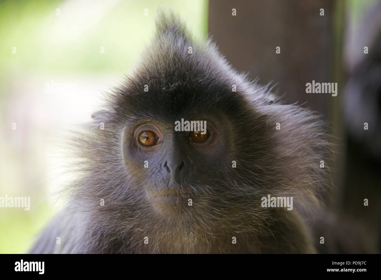 Close-up verticale giovane foglia argento Labuk Monkey Bay Sabah Borneo malese federazione Foto Stock