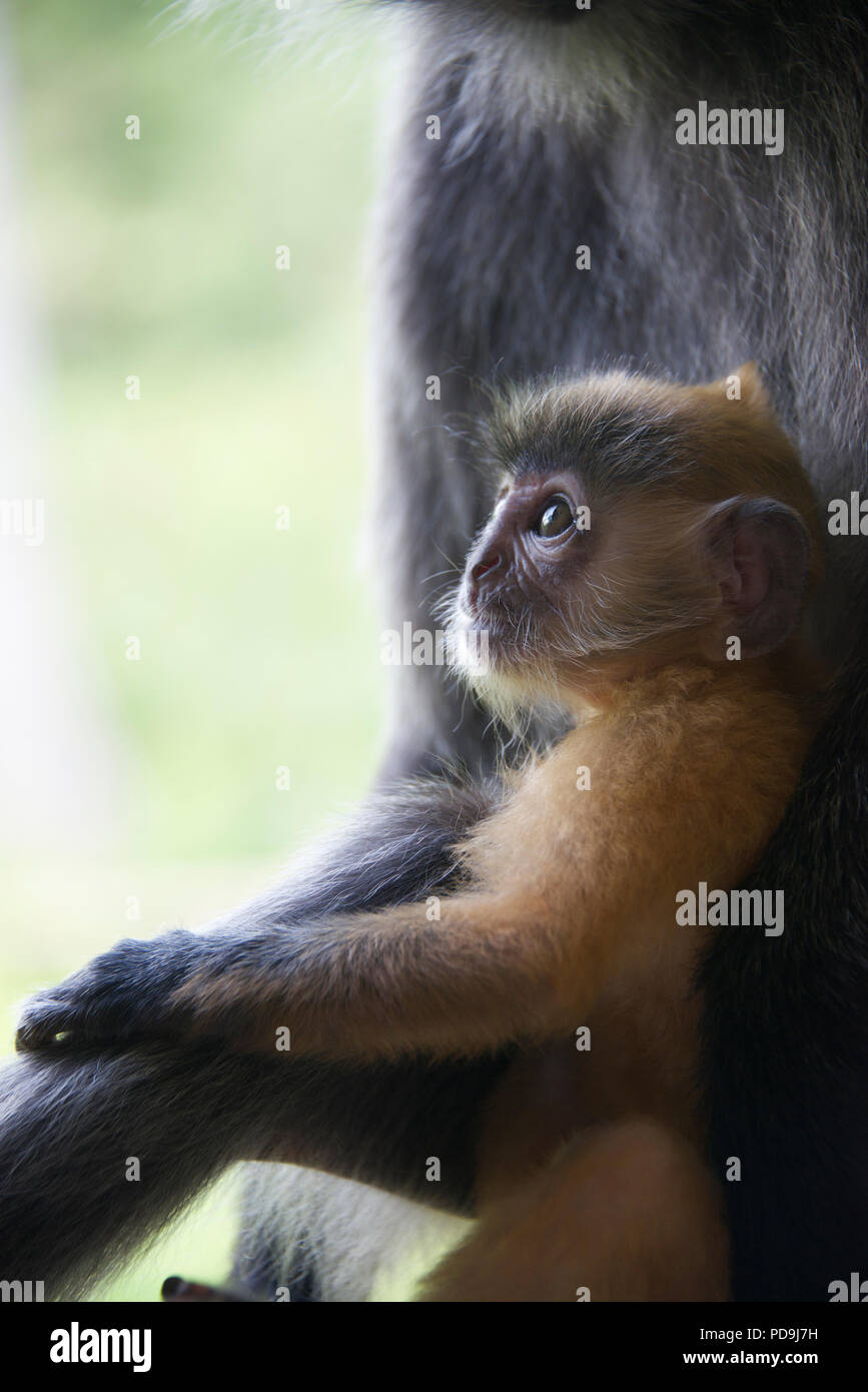 Close-up foglia argento baby monkey Labuk Bay Sabah Borneo malese federazione Foto Stock