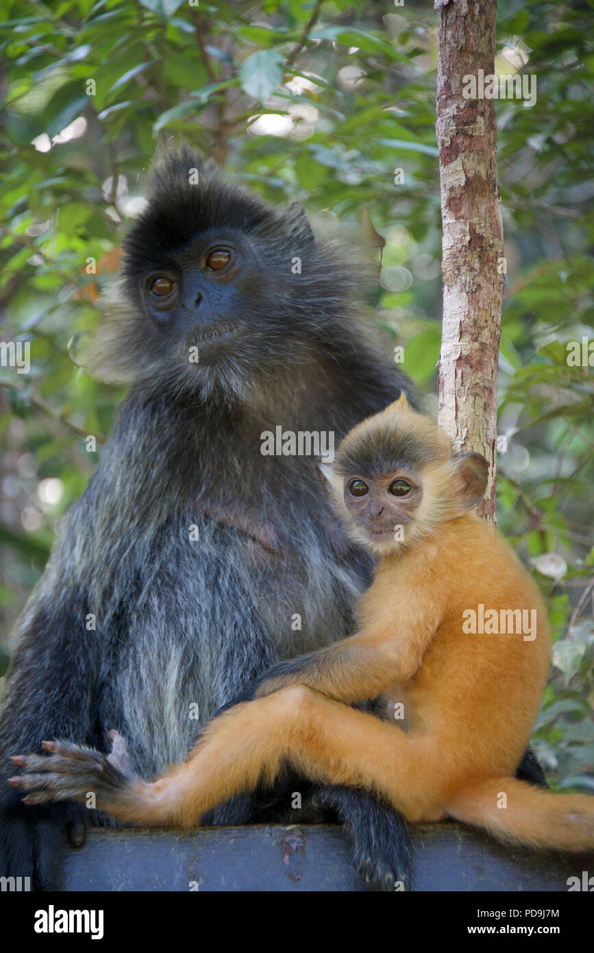 Femmina foglia argento scimmia con baby Labuk Bay Sabah Borneo malese federazione Foto Stock