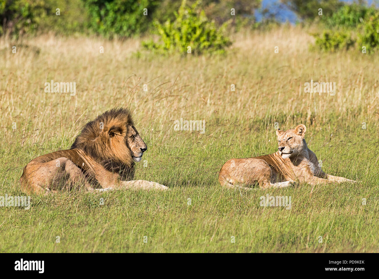 I Lions (Panthera leo), coppia di animali prima di accoppiamento, giacente in erba, Masai Mara, Narok County, Kenya Foto Stock
