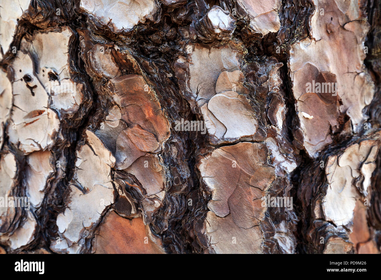 Corteccia di albero danneggiate da incendi forestali, danni da incendio, Canary Island pine (Pinus canariensis), Gran Canaria Isole Canarie Spagna Foto Stock