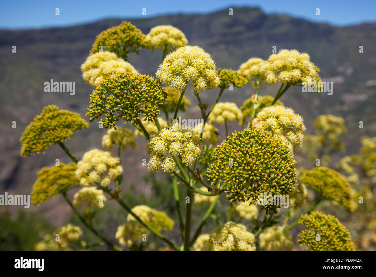 Giallo gigante di fioritura del finocchio (ferula communis), Gran Canaria Isole Canarie Spagna Foto Stock