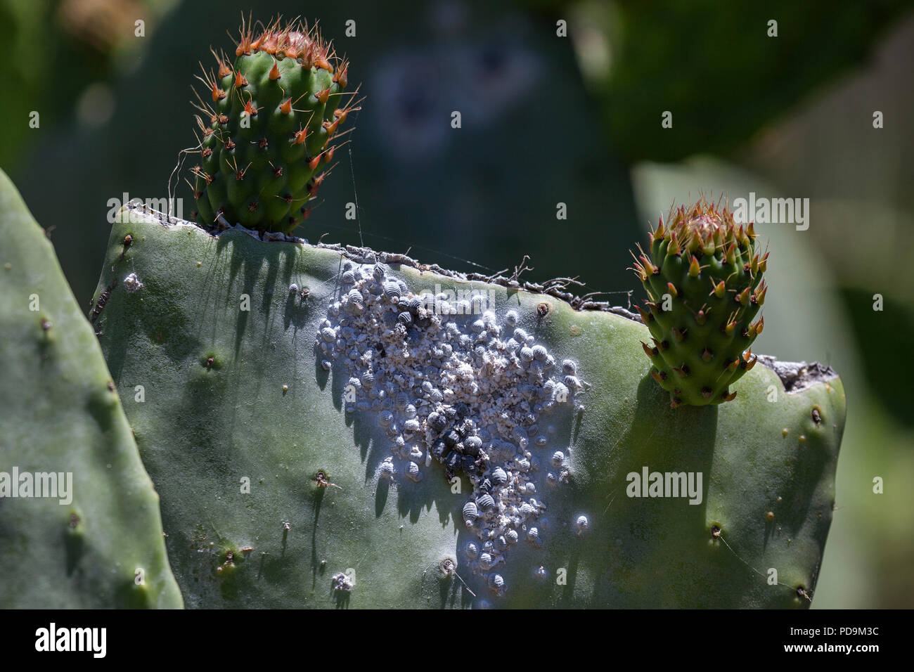 Cocciniglia (Dactylopius coccus) sulla foglia di un Opunitie (Opuntia), Gran Canaria Isole Canarie Spagna Foto Stock