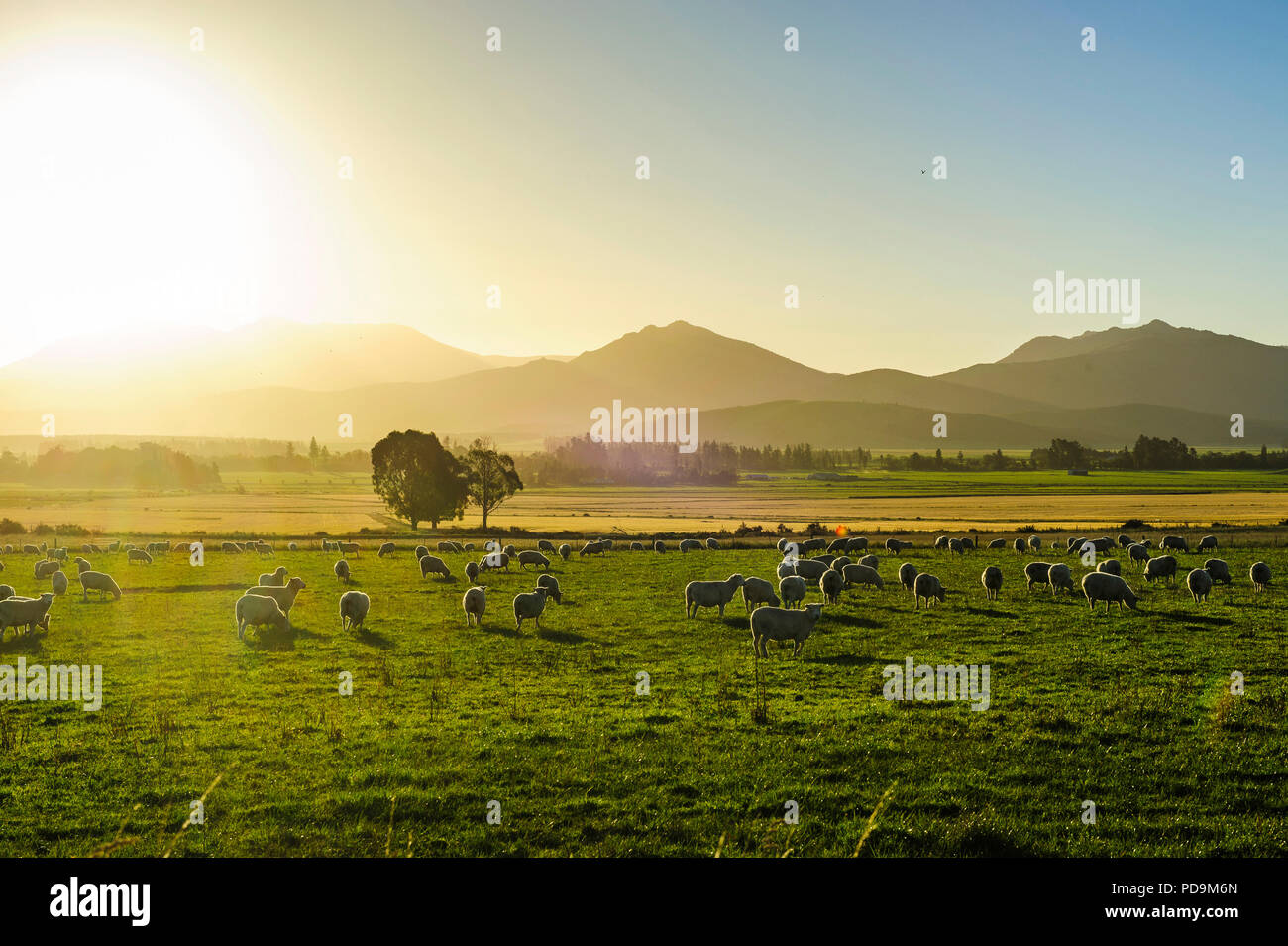 Le pecore al pascolo al tramonto, vicino a Queenstown, Isola del Sud, Nuova Zelanda Foto Stock