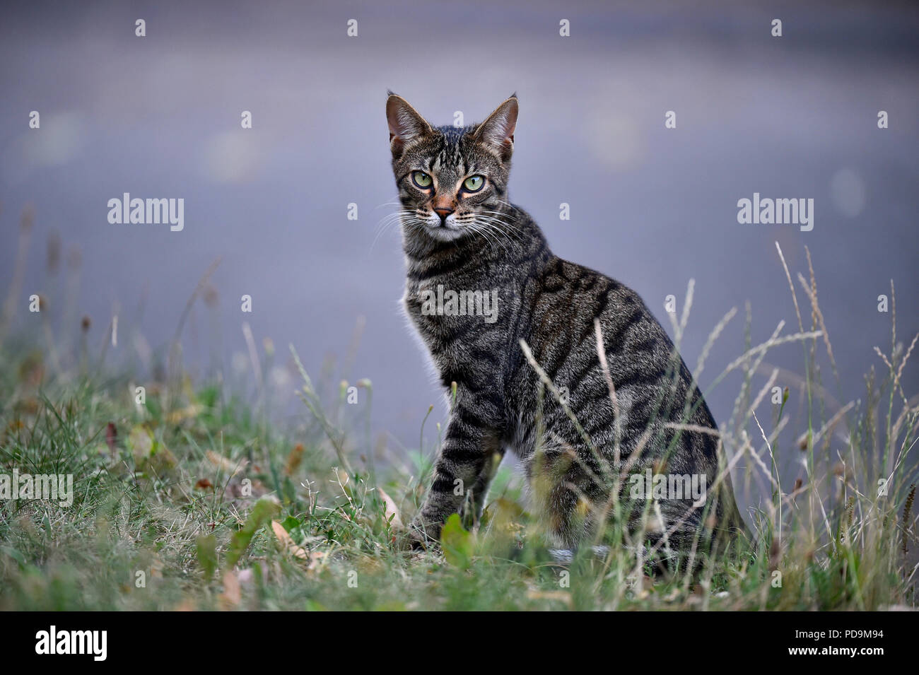 Il gatto domestico, gattino, 9 mesi, seduta in erba, Germania Foto Stock