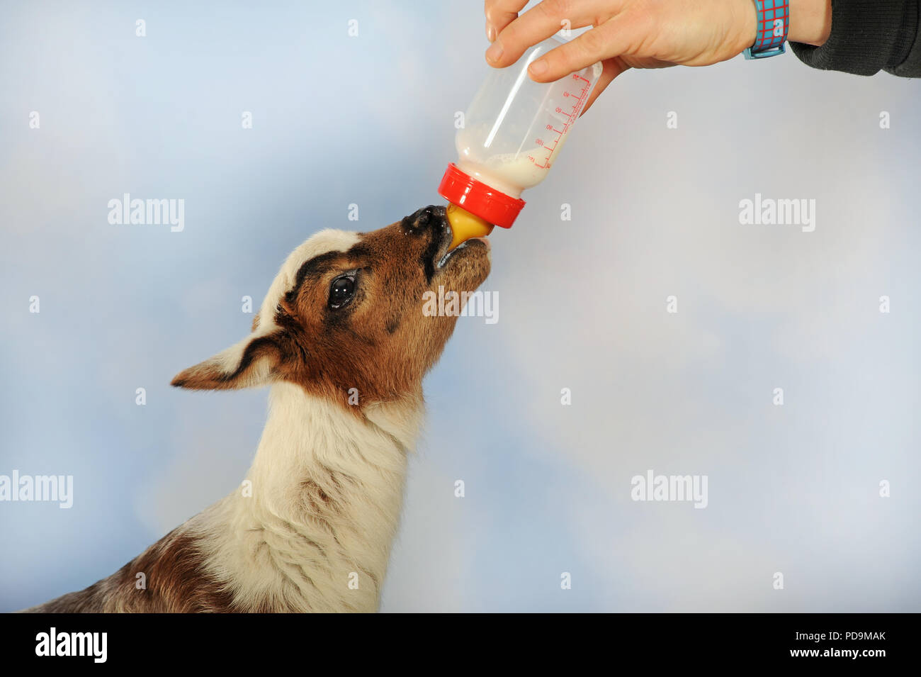 Agnello, Camerun pecore di razza mista, bottiglia di allevamento, Austria Foto Stock