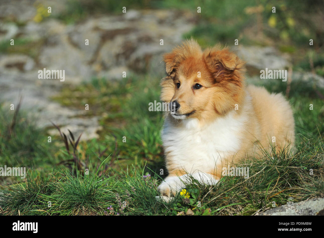 Sheltie, sable, cucciolo 12 settimane, risiede nell'erba, Austria Foto Stock