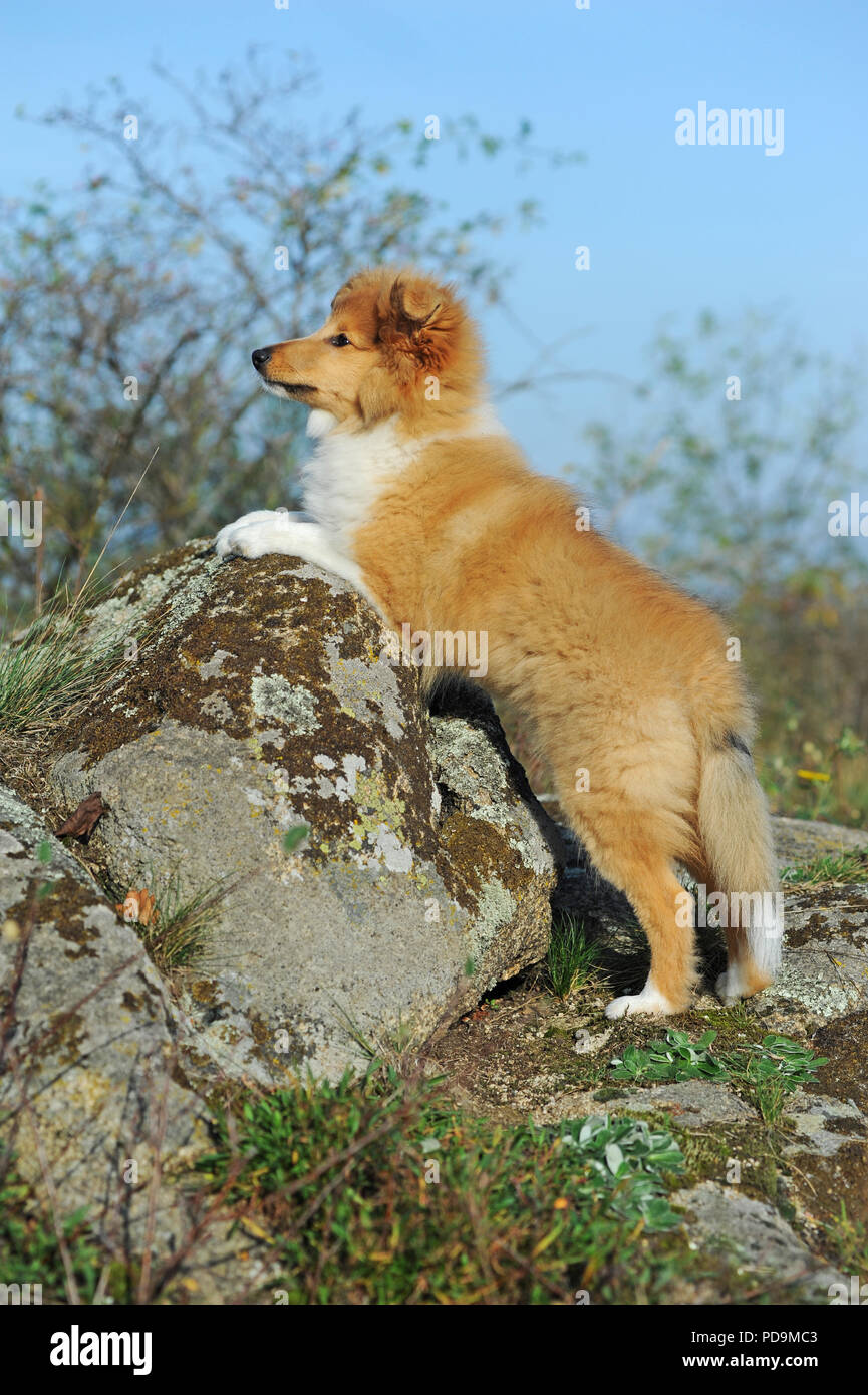 Sheltie, sable, cucciolo, 12 settimane, si appoggia sulla roccia, Austria Foto Stock