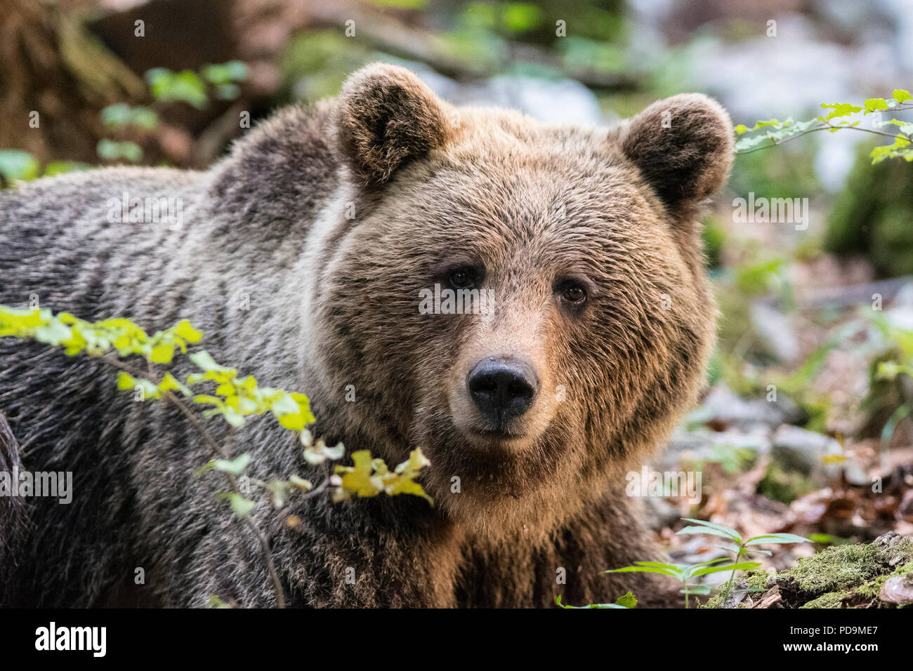 Unione l'orso bruno (Ursus arctos), nella foresta, animale ritratto, regione Notranjska, Slovenia Foto Stock