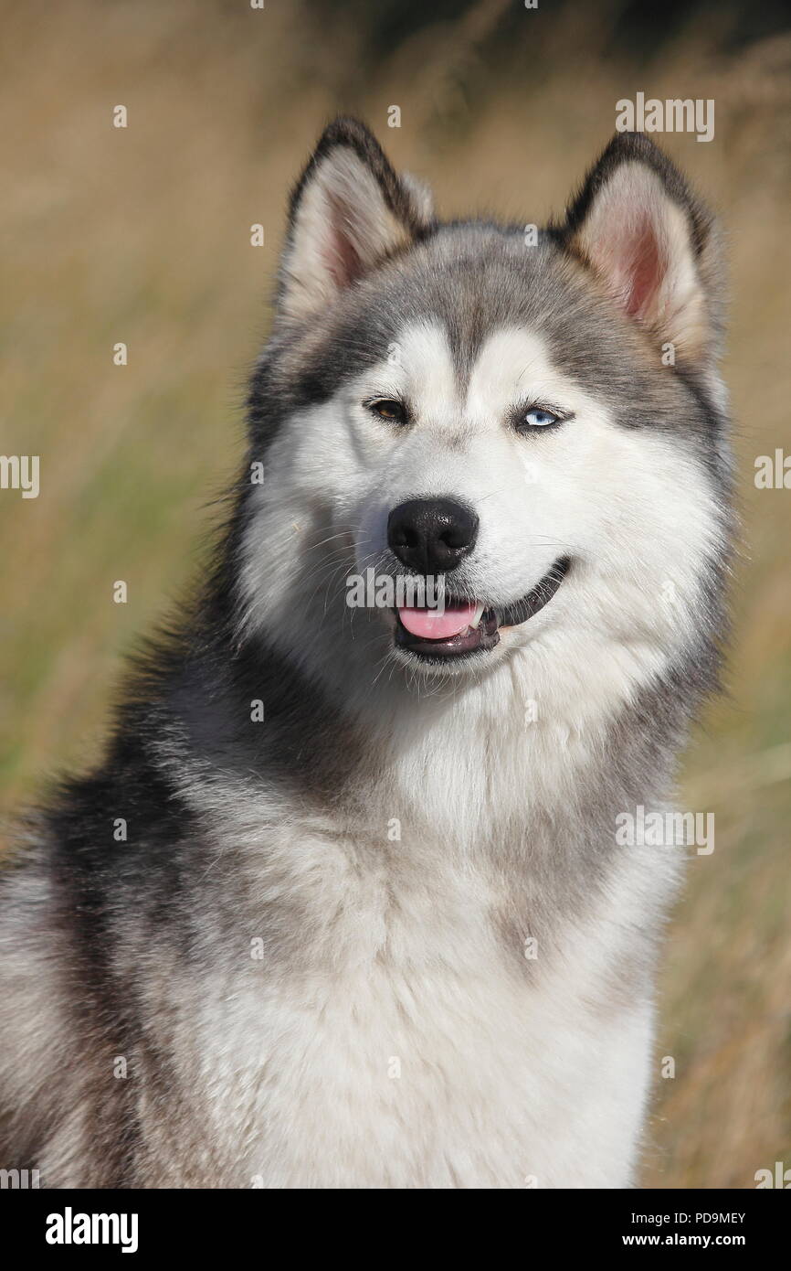 Siberian Husky Malamute mezza razza, maschio, 2 anni, animale ritratto, Germania Foto Stock