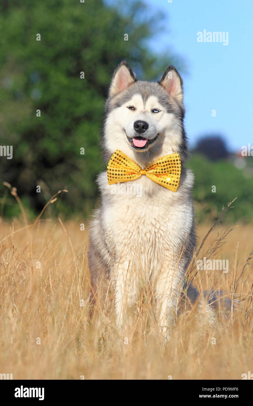 Siberian Husky Malamute mezza razza, maschio, 2 anni, con un inchino, seduti in un prato, Germania Foto Stock