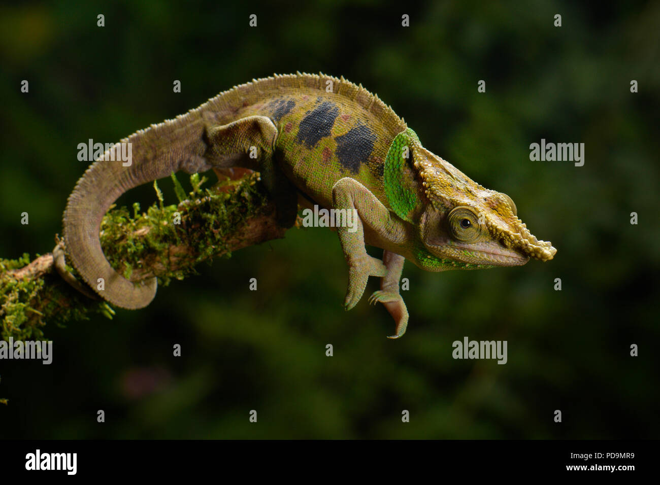 Malthe's chameleon (Calumma malthe), maschio sul ramo, foresta pluviale, orientale, Madagascar Madagascar Foto Stock