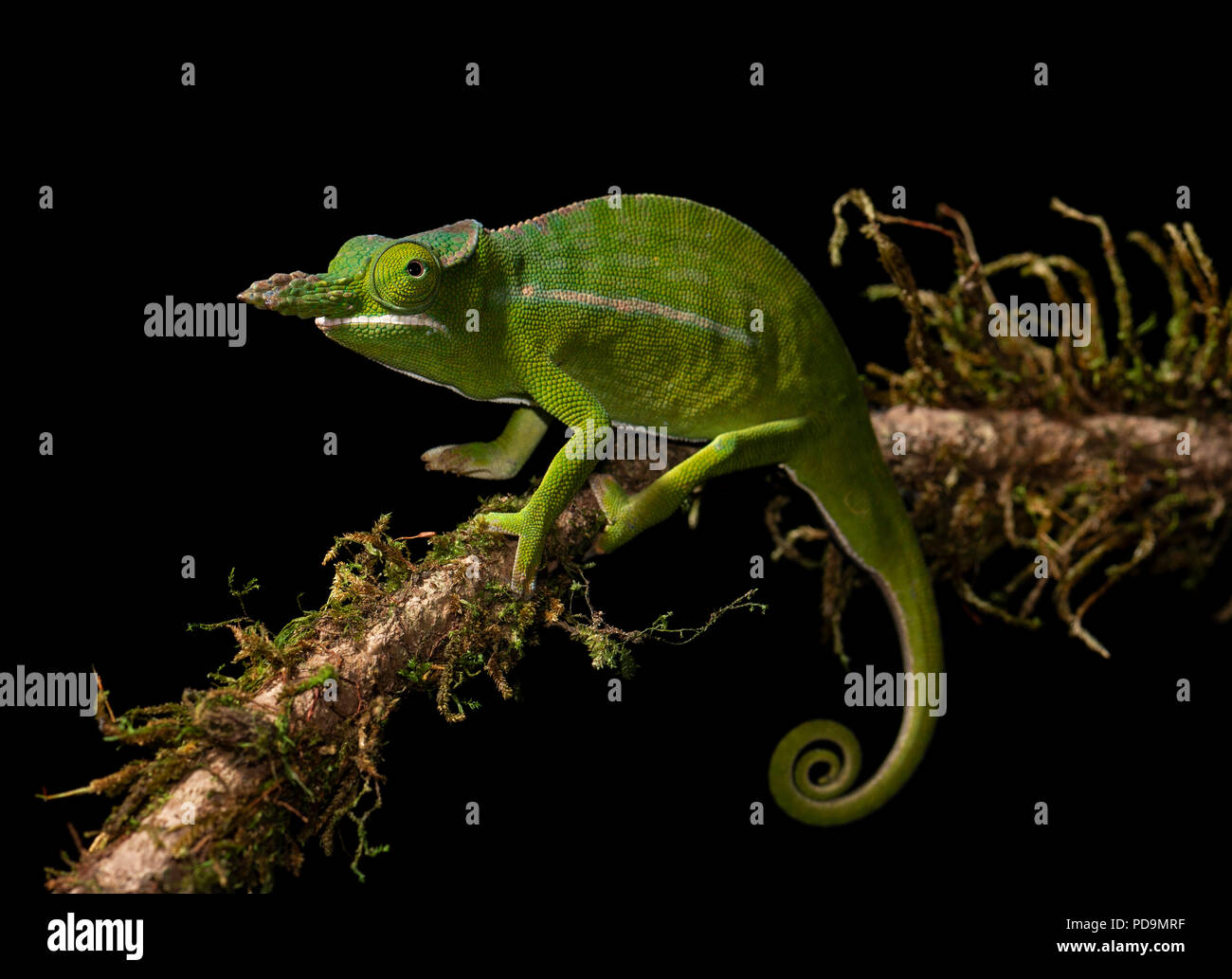 Petter è chameleon (Furcifer petteri) sul ramo, foresta pluviale, Madagascar Foto Stock