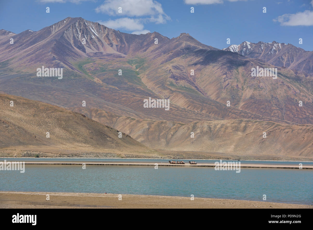 Cammelli su uno spiedo di sabbia sul Lago Smeraldo Yashilkul, il Pamir Highway, Tagikistan. Foto Stock