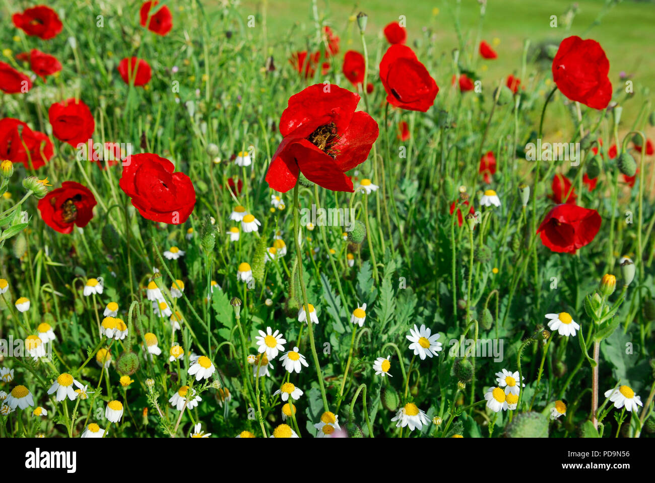 Prato colorato di fiori con papavero rosso e lussureggiante verde erba Foto Stock