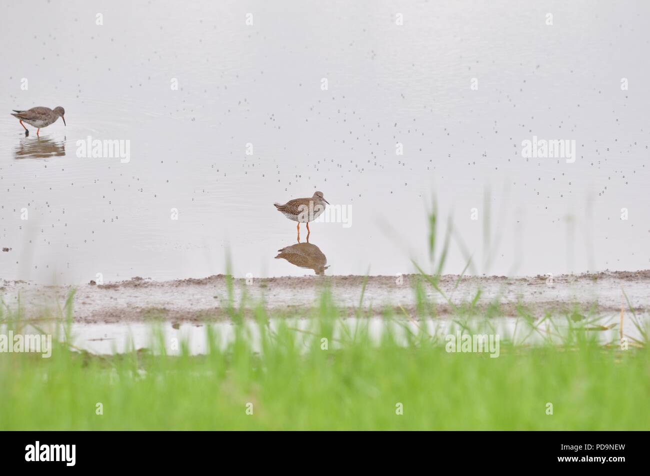 Common Redshank sat in un lago (Tringa totanus) (Redshank) Foto Stock