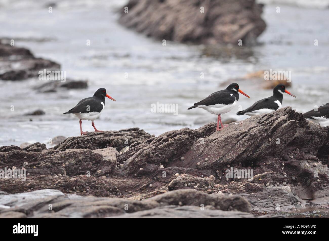 Oystercatchers arroccato su alcune rocce dal mare. Oystercatcher seduto su una roccia lungo la costa. Gruppo di Oystercatchers. Foto Stock