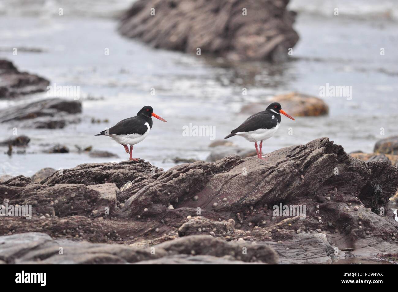 Oystercatchers arroccato su alcune rocce dal mare. Oystercatcher seduto su una roccia lungo la costa. Gruppo di Oystercatchers. Foto Stock