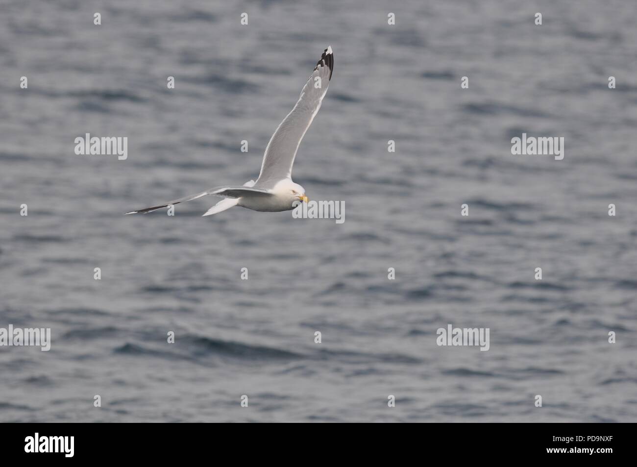 Aringa Gabbiano in volo sopra il mare (aringa Gull battenti) (Larus argentatus) Foto Stock